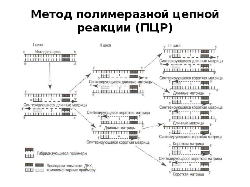 Круглосуточный пцр