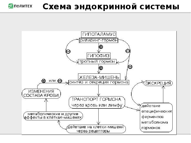 Схема взаимодействия эндокринных желез