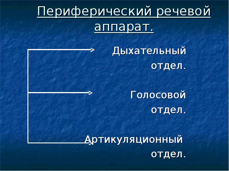 Периферический. Строение и функции периферического отдела речевого аппарата. Строение речевого аппарата таблица. Строение и функции периферического речевого аппарата таблица. Функции центрального отдела речевого аппарата.