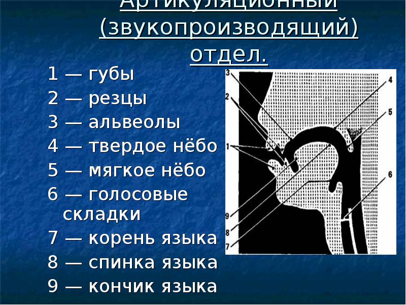 Строение артикуляционного аппарата логопедия речевая карта