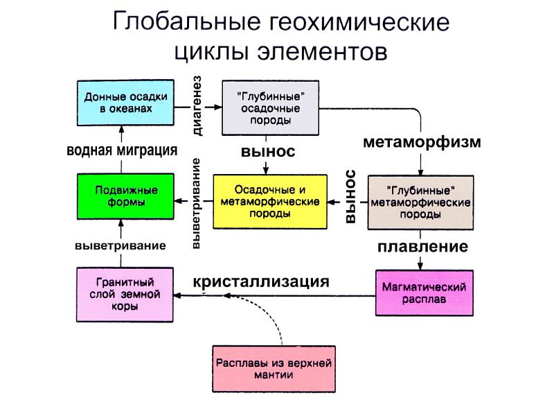 Живое вещество и биогеохимические круговороты в биосфере презентация 11 класс