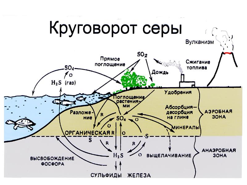 Биогеохимические процессы в биосфере презентация 11 класс