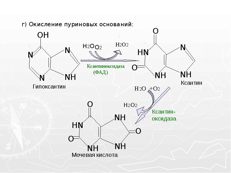 Образование h2o. Гипоксантин ксантин мочевая кислота. Окисление пуриновых оснований в мочевую кислоту. Мочевая кислота производное Пурина. Продукты окисления Пурина гипоксантин ксантин мочевая кислота.