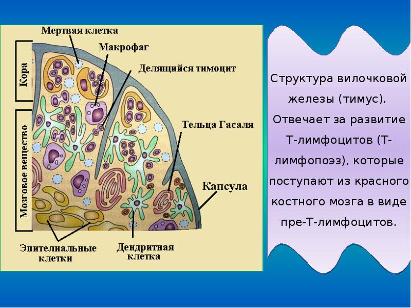 Строение мертвых клеток