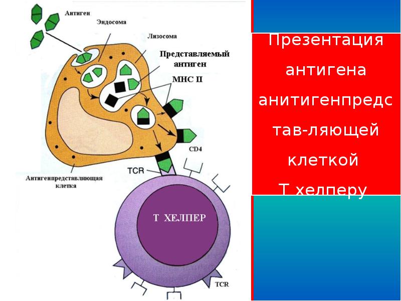 защита организма биология 10 класс. защита организма биология 10 класс. функции иммунной системы. защитные механизмы организма человека. кожа надежная защита организма.