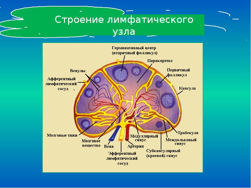 Строение лимфатического