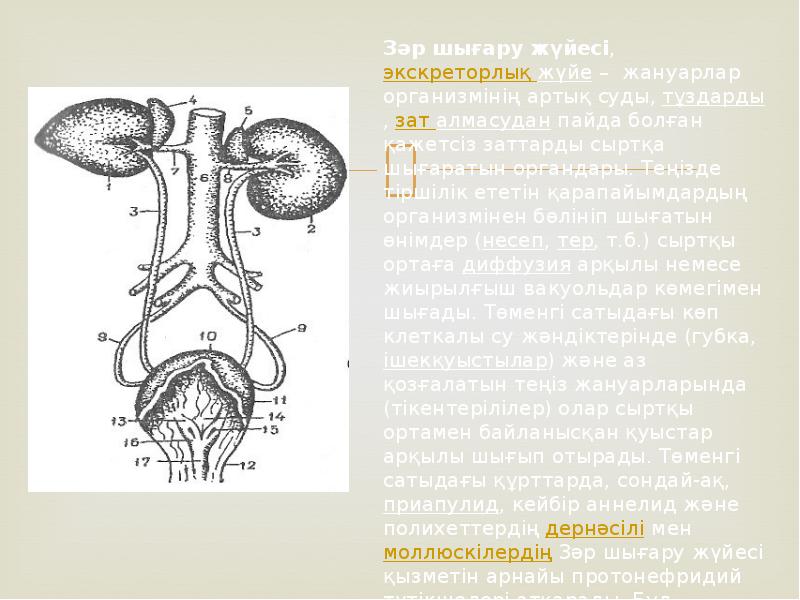 Жануарлардың зәр шығару жүйесінің эволюциясы 7 сынып
