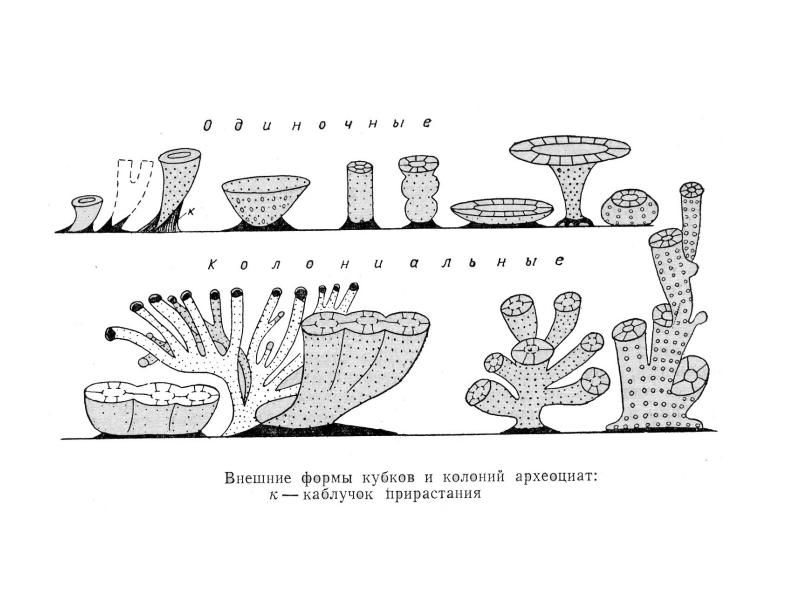 Палеонтология для дошкольников презентация