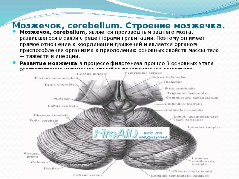 Ventriculus латынь