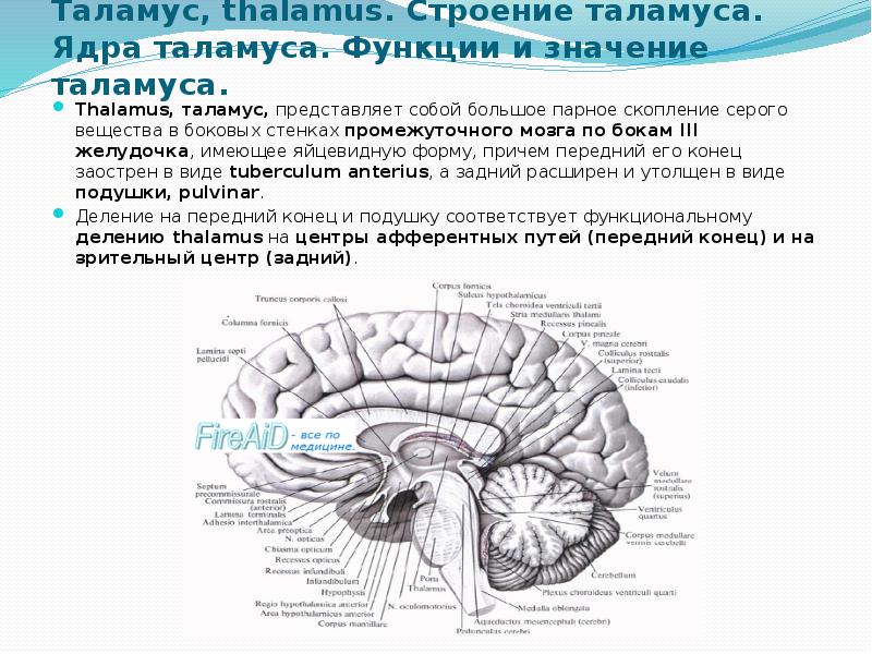 Воспаление головного мозга латынь. Подушка таламуса анатомия. Промежуточный мозг подушки таламуса. Медиальная поверхность промежуточного мозга. Мозговая полоска таламуса.