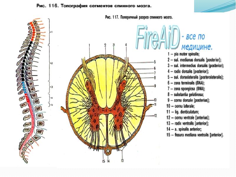 Сегмент спинного мозга рисунок