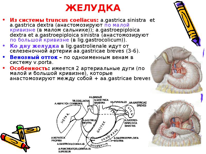 Топографическая анатомия желудка презентация