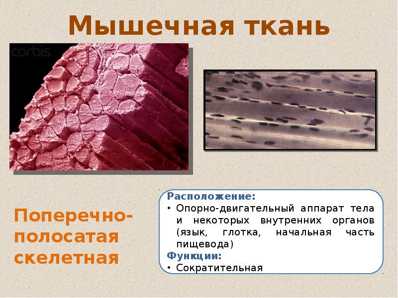 Мышечная ткань животных. Расположение мышечной ткани. Расположение мышечных тканей тканей. Мышечная и соединительная ткань. Ткани человека презентация.