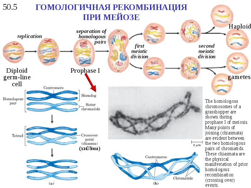 Перекомбинация генов в мейозе