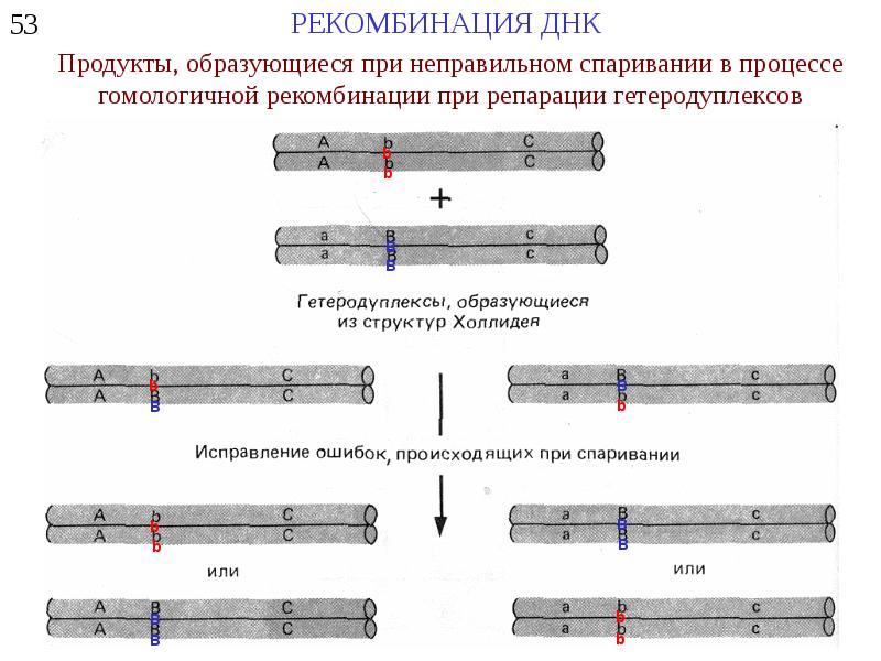 Рекомбинация днк схема