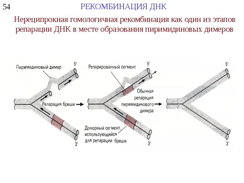 Рекомбинация днк схема