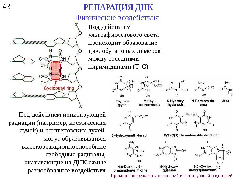 Репарация днк презентация