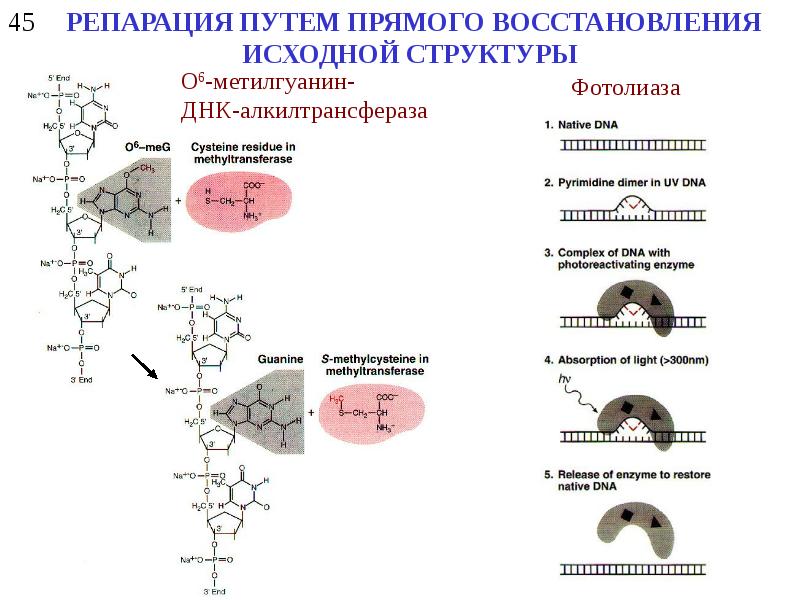 Восстановление поврежденной структуры днк. Схема процесса восстановления нативной структуры ДНК. Прямая репарация ДНК схема. Дезаминирование репарация. Внутриядерной системы репарации ДНК;.