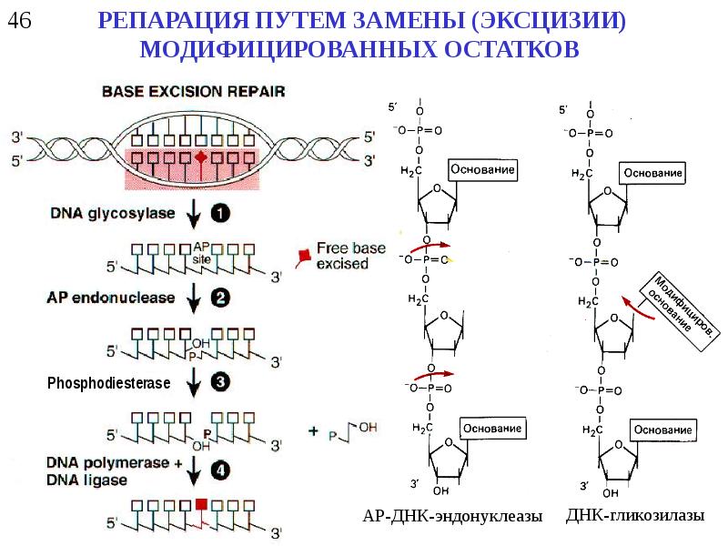 Путем замены. Депуринизация репарация. Репарация схема биохимия. Репарация ДНК схема биохимия. Репарация структуры ДНК схема.