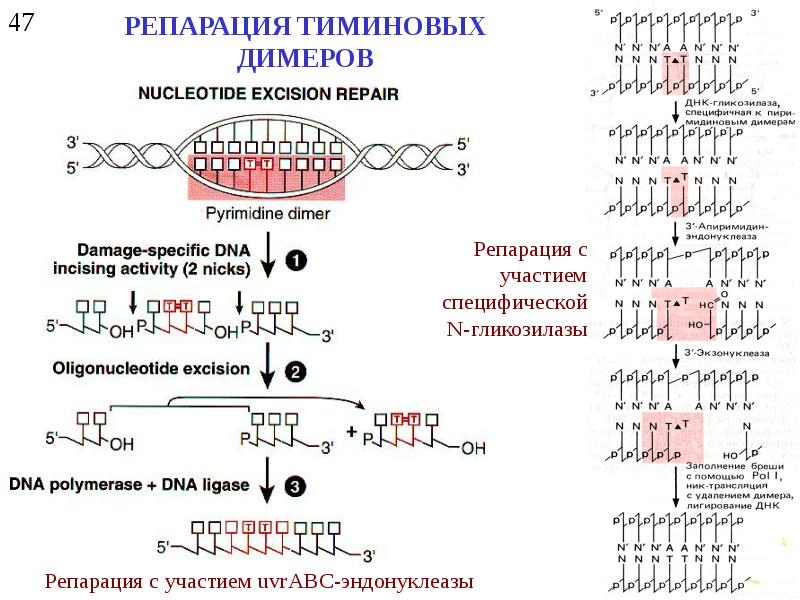 Репарация днк презентация