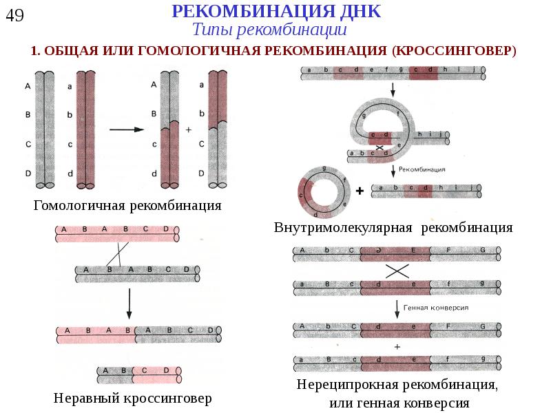 Рекомбинация днк схема