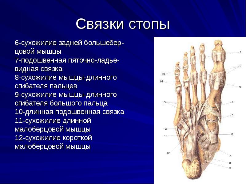 Сухожилия стопы. Связки сгибателей стопы. Связки пальцев стопы. Сухожилия сгибателей пальцев стопы. Связки большого пальца стопы.