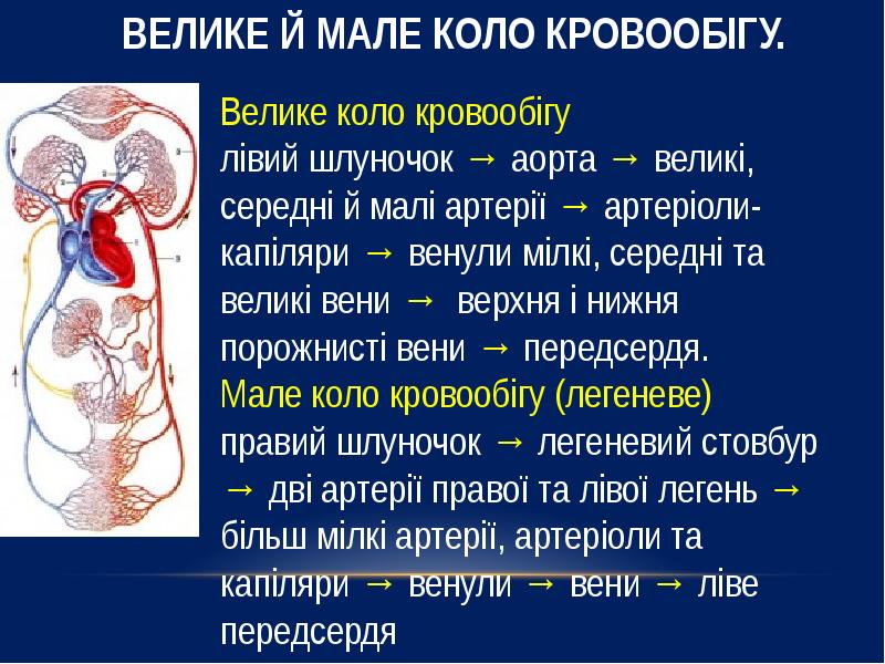 Коло в человеке. Велике коло кровообігу. Функції малого кола кровообігу:. Мале та Велике коло кровообігу. Презентація кола кровообігу.