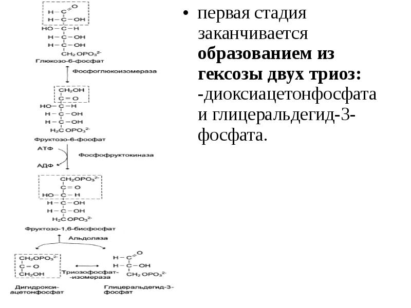 Заканчиваться стадия. Триозы биохимия. Триозы образование. Образование двух триоз. Образование триоз из фруктозы.