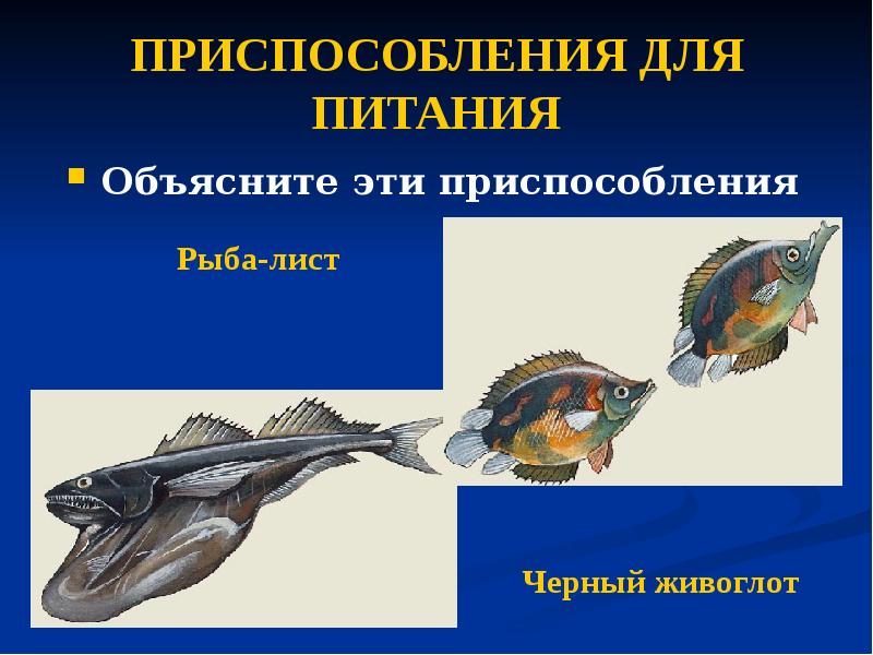 Приспособленность рыб к воде. Приспособления рыб. Приспособленность рыб. Приспособления костных рыб. Питание костных рыб.