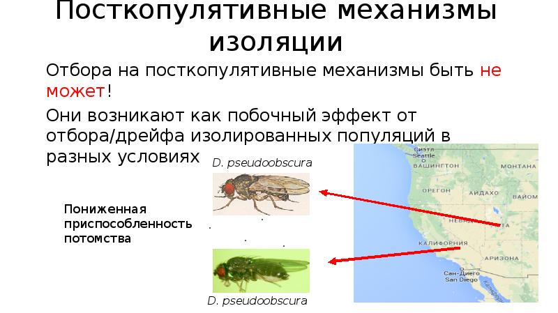 Изолирующие механизмы 9 класс биология презентация