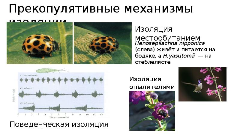 Изолирующие механизмы биология презентация