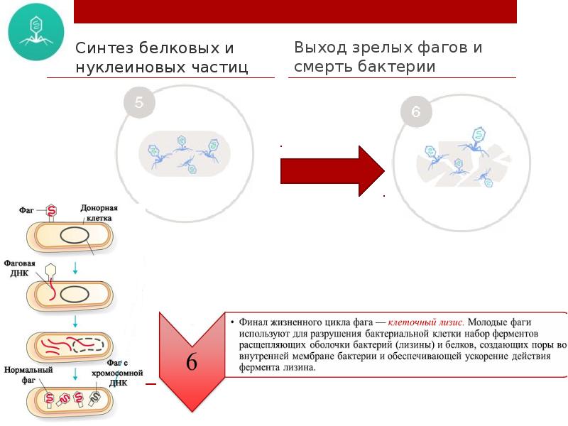 Жизненный цикл бактериофага схема