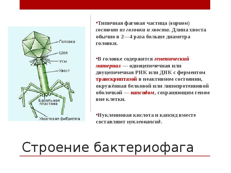 Особенности строения бактериофага