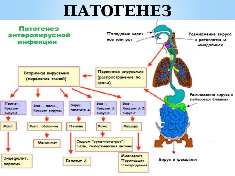 Патогенез кори схема