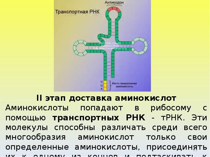 Антикодон расположен