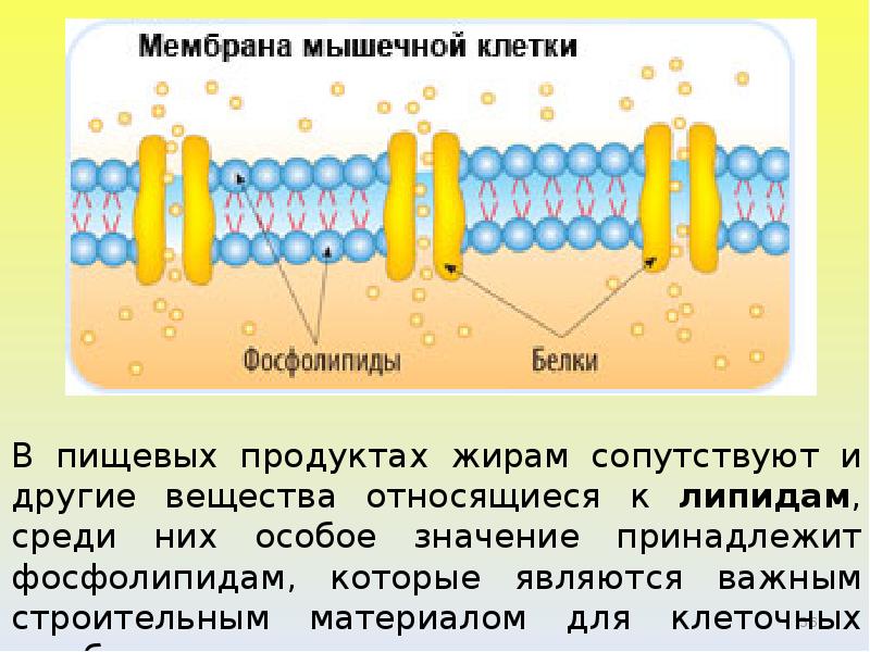 Нарушение мембран клетки. Фосфолипиды в мембране клетки. Строение фосфолипидов в мембране. Фосфолипиды клеточной мембраны. Мембрана мышечной клетки.