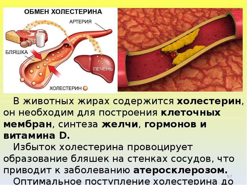 Обмен веществ зуба