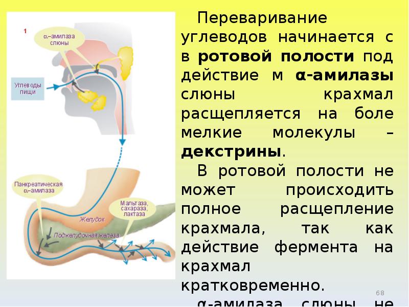 Процессами происходящими в организме люди