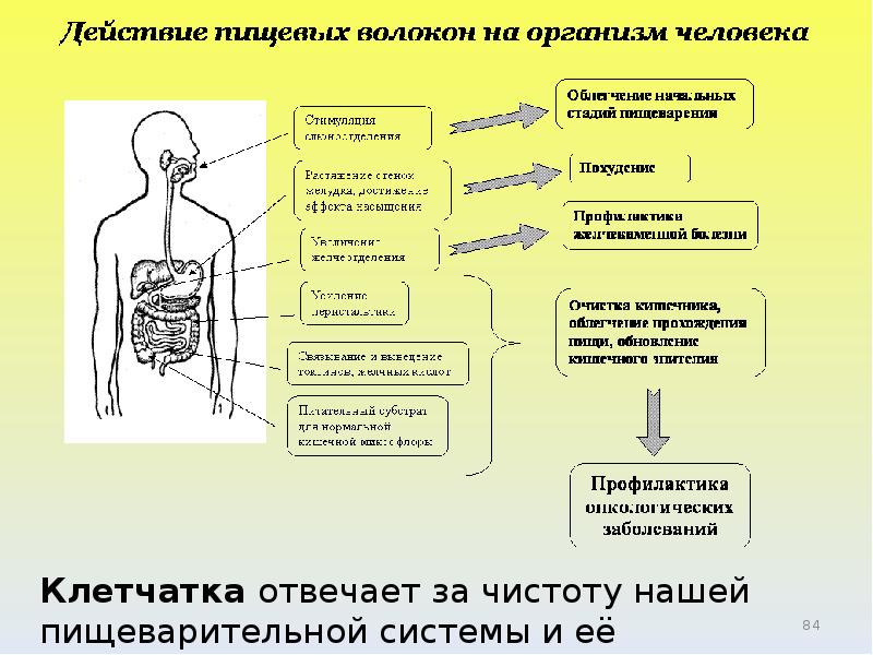 Как действует на организм человека организм. Функции пищевых волокон в организме человека. Пищевые волокна переваривание. Роль пищевых волокон на организм человека. Функции клетчатки в организме.