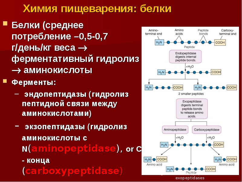 Роль соляной кислоты в переваривании белка. Химия пищеварения. Ферменты экзопептидазы:. Гидролиз пептидной связи в каких отделах пищеварительной системы. Процесс пищеварения белков.