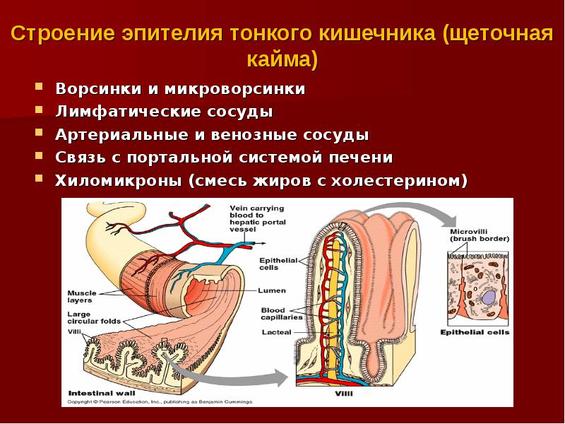 В ворсинках тонкого кишечника в кровь всасываются. Микроворсинки кишечника строение. Строение и функции кишечных ворсинок анатомия. Строение кишечной ворсинки. Строение кишечной ворсинки анатомия.