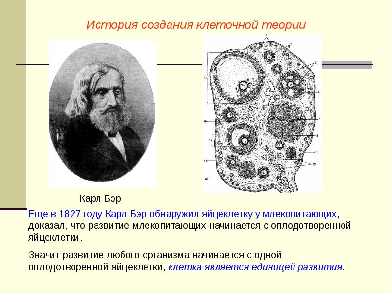 Клеточная теория картинки