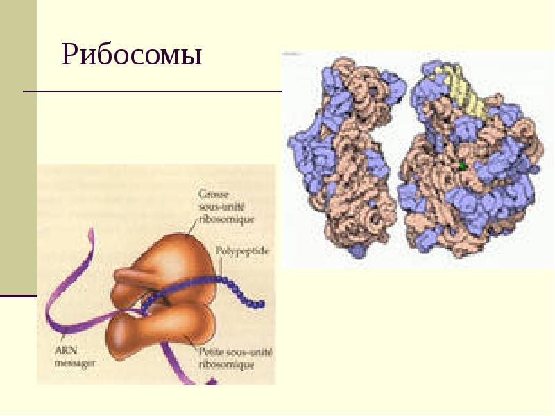 Схема строения рибосомы