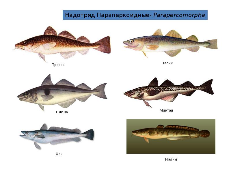 3 примера костных рыб. Рыба семейства тресковых морская. Рыбы семейства тресковых названия. Тресковые породы рыб названия. Класс костистые рыбы представители.