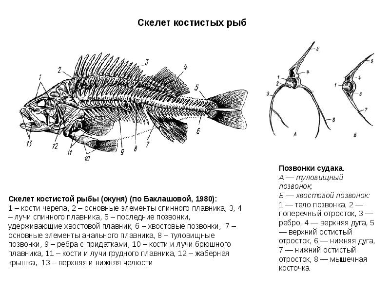 Скелет леща картинка