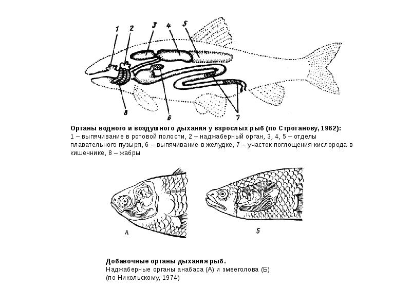 Схема дыхательная система рыб