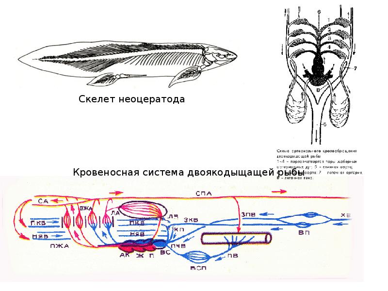 Схема кровообращения костных рыб