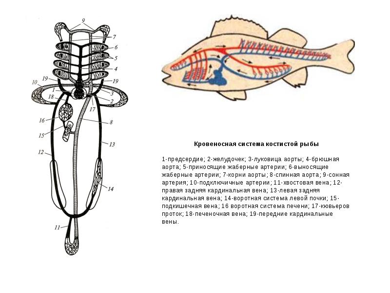 Схема кровеносной системы костной рыбы
