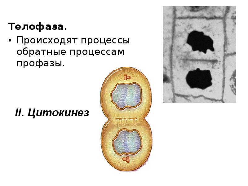 Цитокинез это в биологии