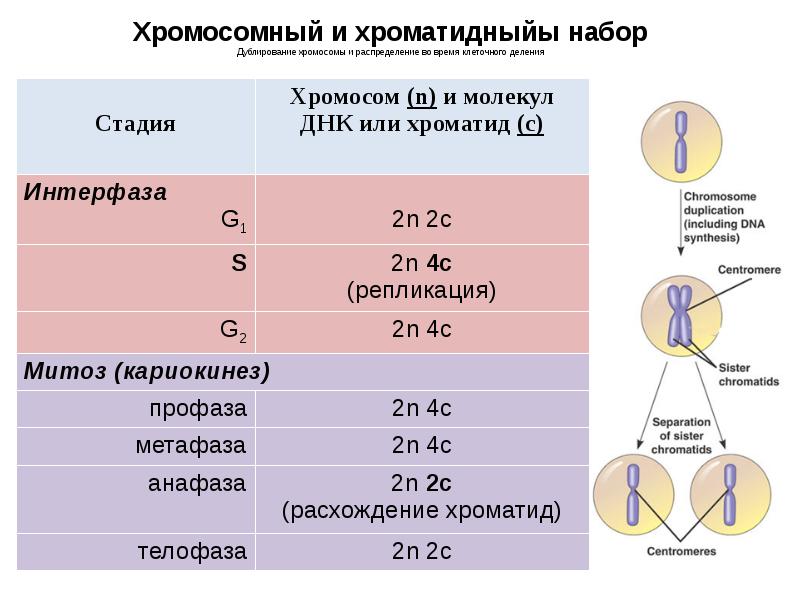 Схема мейоза с количеством хромосом и днк